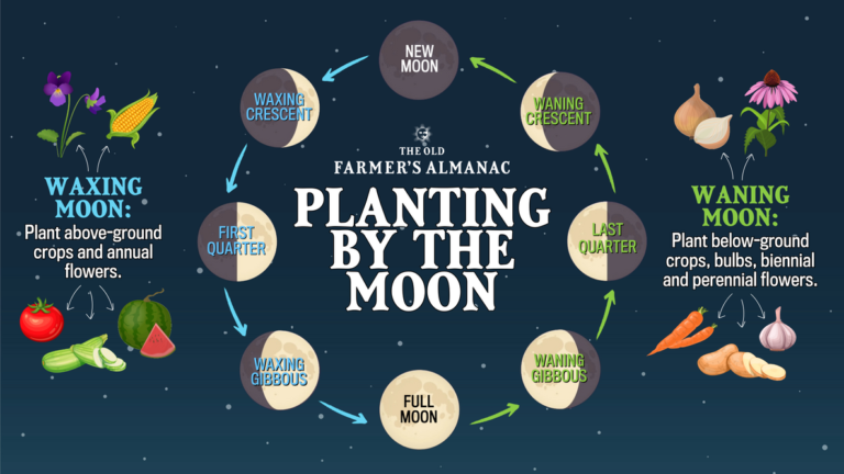 How The August 2026 Moon Phases Affect Agriculture