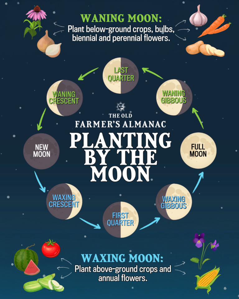 Best Dates To Harvest Herbs During July 2026 Full Moon